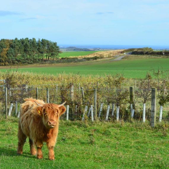 Pack Horse Inn, Ellingham Northumberland Gallery